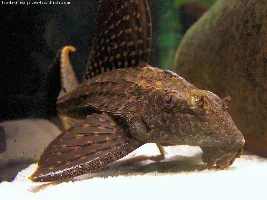 Red Gibbi Pleco?