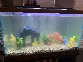 Water is cloudy then turns to green cloudy water every week!