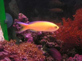 Questions before I consider a Marine setup...