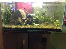June 2019 Tank of the Month Contest...VOTE NOW!