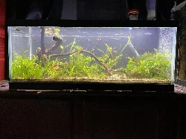 Plant Growth Spurt