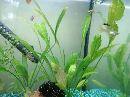 Anubias rotting roots