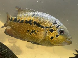 Cichlid ID