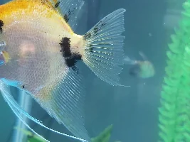 Does my angelfish have ich? (Pics posted)