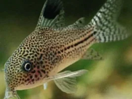 40L/10g stocking suggestions??