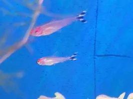Rummynose Tetra tattered and thin