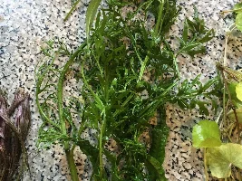 Plants have arrived , need some ID please