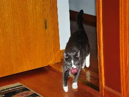 Show us your cat/s!