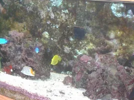 Pics from my fishroom