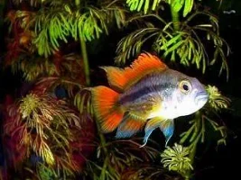 apistogramma sunburst