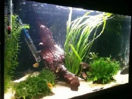 My 60 Litre Tetra/krib Tank.