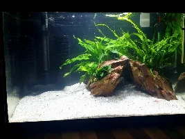 10g Planted tank