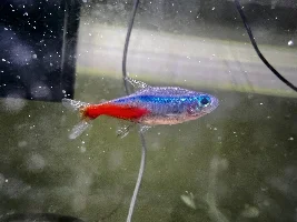 Need Help Identifying Fish Disease