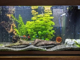 Just sharing a picture of my tank.