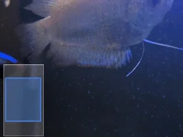 Fish dieing? Water seems fine