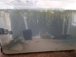 Is my black neon tetra pregnant?