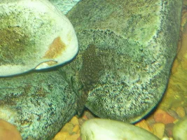 Fish Pictures