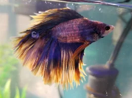 Need Help! Betta with Curled up fins!!?