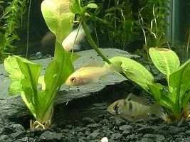My fishies