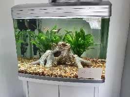 Vote Now - April 2021 Tank of the Month contest (17-30 G)