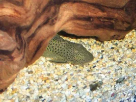 New Plec