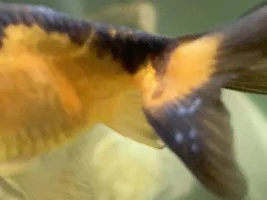 White spots on Lionhead tail