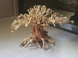 Nano Bonsai Tank