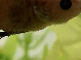 Scales sticking out but acting normally?
