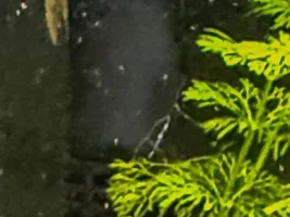 Options to replace a BN pleco