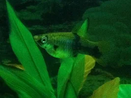 Pregnant Molly?