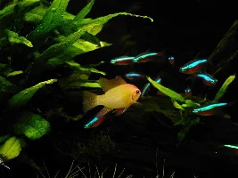 Planted 34 Gallon