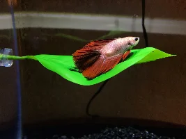 New Betta Mom and I have some questions