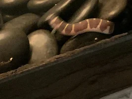 Coolie loaches… caught out of the rocks… how big, do they ever breed in aquaria???