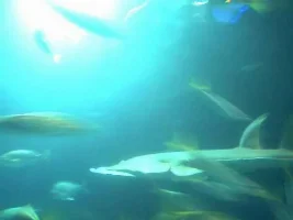 My trip to Underwater World!!!