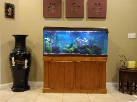 My 55 gallon re-established planted community lace Rock aquarium.