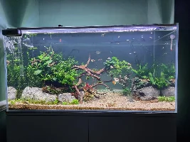 250L Aquascape