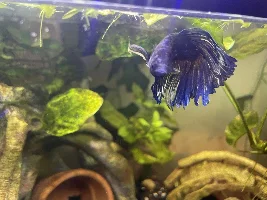 Urgent! Something on betta fish’s head