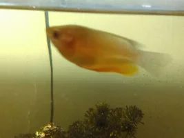 Male or female gourami?