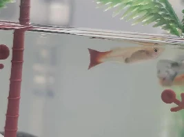 Guppy