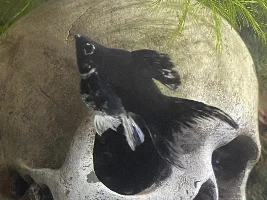 Possible pregnant molly?