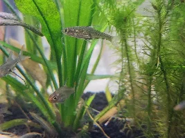 Fish bloated