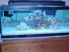 My saltwater tanks