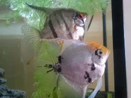 Angels