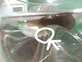 What is wrong with my fancy black tailed guppy!???
