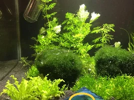 Constipated Betta?