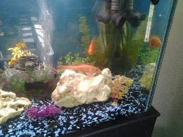 5ft tropical fish full set up for sale, genuine fish keepers only need apply