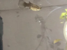 NOT an emergency, white growth on guppy