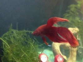 Meet Fabio