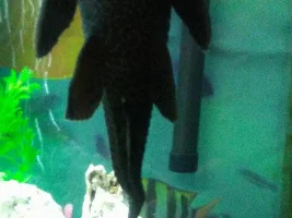 Crooked Pleco Tail