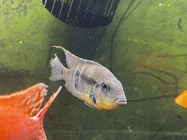 Sexing Firemouth?
